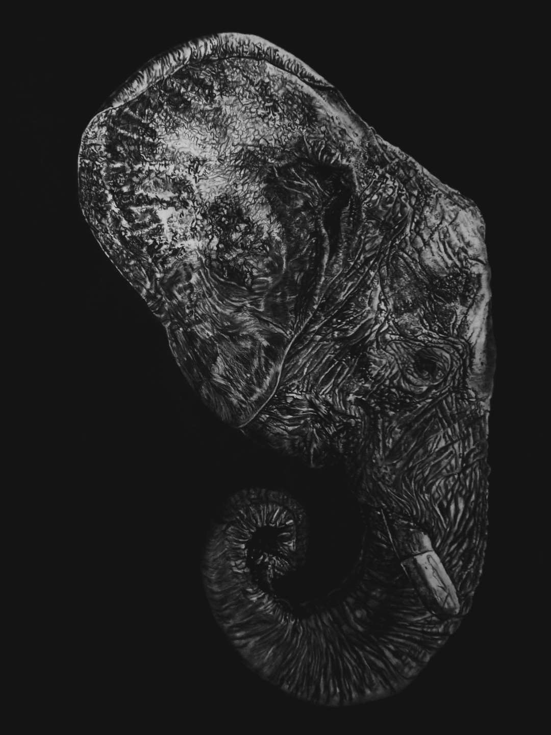 The Iconic African Giant